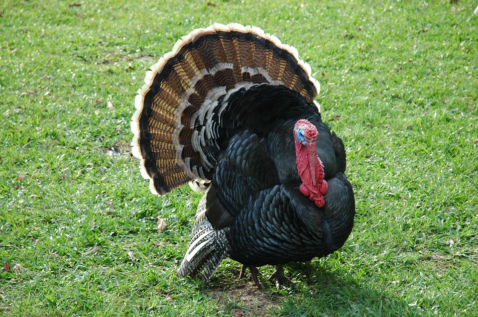 wholesale turkey