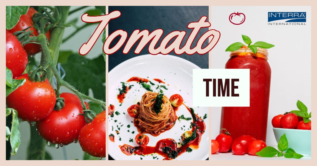 Wholesale Tomato Products